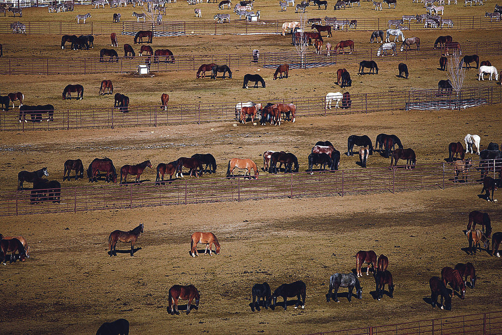 New BLM initiative to control wild horse population stirs controversy